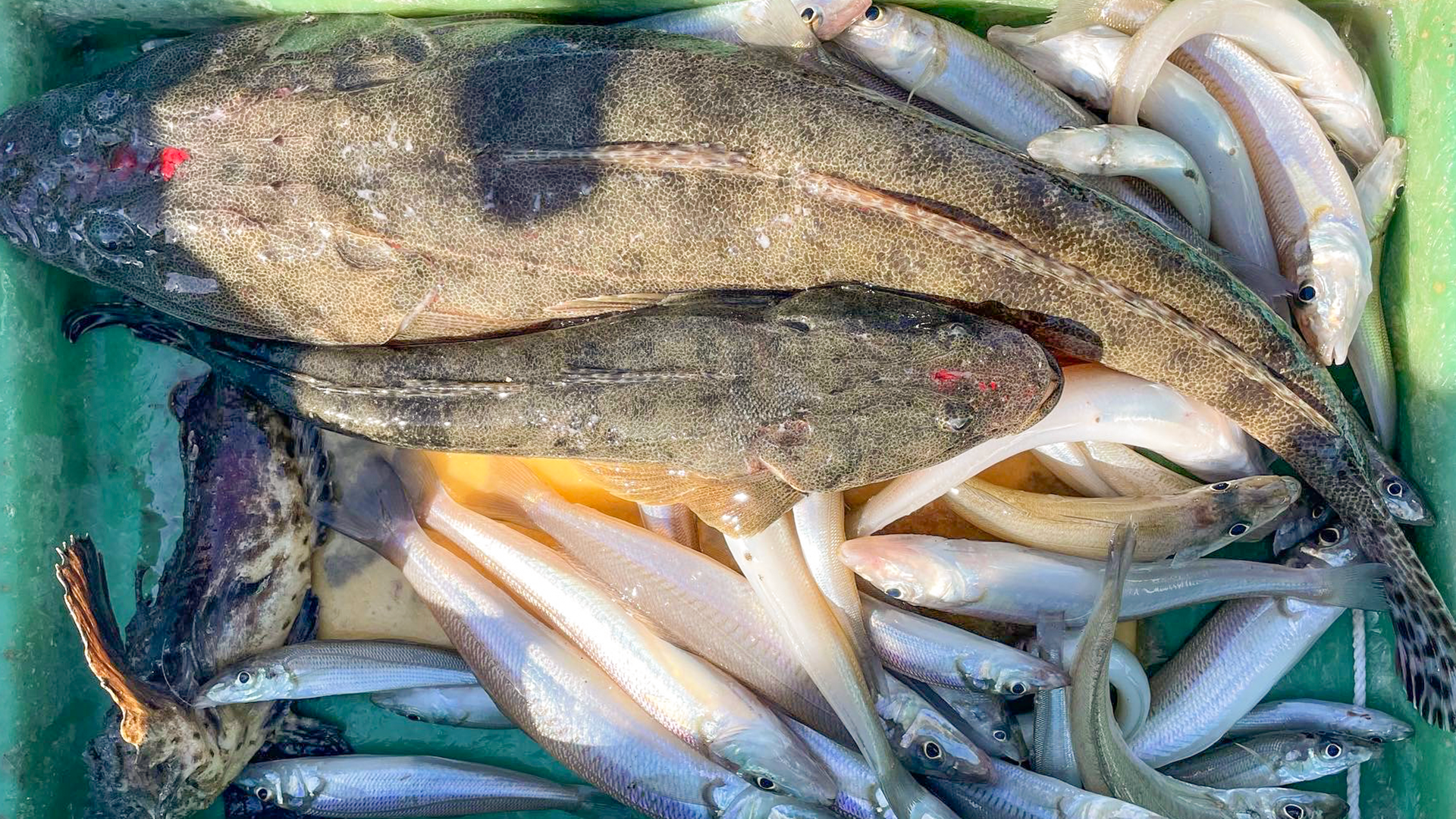 マゴチ・シロギス